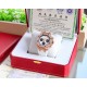 The goddess version of The Little Panda set with 32 brilliant-cut diamonds totaling about 1.02 carats Elegant and elegant, it is suitable for all seasons and all occasions, The Little Panda is full of attraction!Taiwan Z